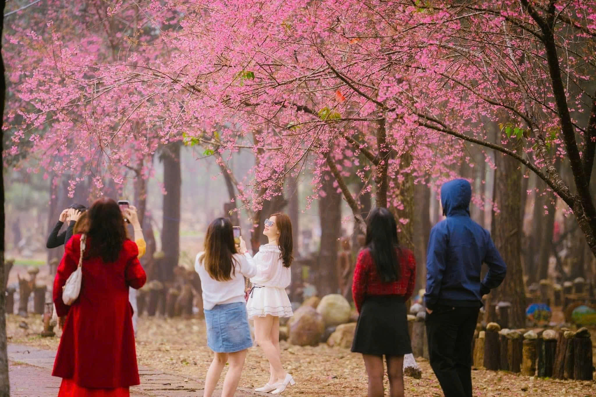 Ngắm Hoa Mai Anh Đào Măng Đen Mùa Xuân 2026 – Vẻ Đẹp Khiến Du Khách Say Lòng